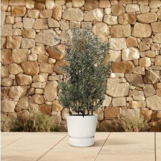Olea europaea arbusto - 250 cm - Ø55 cm