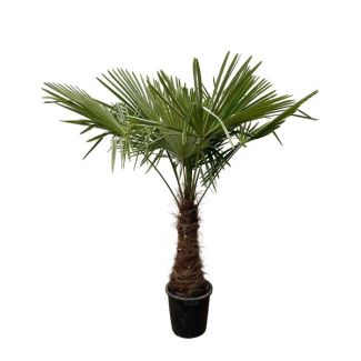 palmera de abanico china