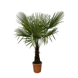 palmera de molino de viento chino