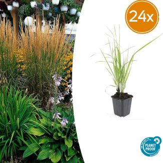 20 unidades de Calamagrostis acutiflora 'Karl Foerster' - cubresuelos / planta de borde