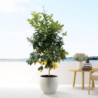 planta cítrica, Citrus Lemon - 200cm - ø40 para espacios interiores y exteriores, Calamondin, 200cm - ø40