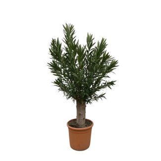 Adelfa cultivada como bonsái