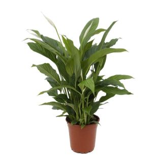 La Planta Cuchara o El Lirio de la Paz, Conocida por sus Flores Blancas, Spathiphyllum Torelli - Ø17cm - ↕65cm