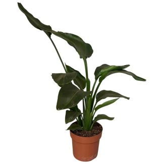 Planta Ave del Paraíso Blanca, Planta Tropical Verde, Strelitzia Nicolai, Ø17cm - ↕65cm