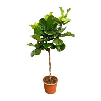 Gran variante Ficus Lyrata - Planta de hoja de violín XXL - 200 cm - ø40 - Estética - Purificador de aire
