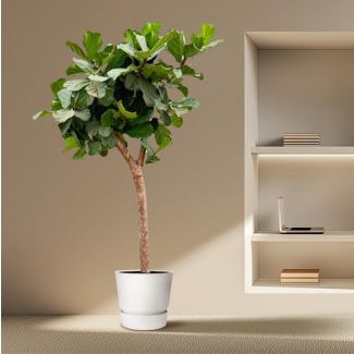 Árbol Ficus Lyrata XXXL de 230 cm, ø42 - Planta de hoja de violín para diversos espacios