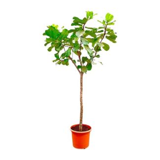 Planta de hoja de violín/árbol XXXL, Planta de interior tropical, Árbol Ficus Lyrata XXXL Ø45-270cm de altura