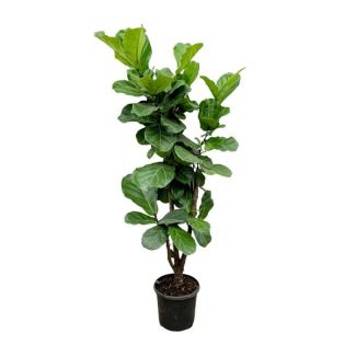 Ficus Lyrata ramificada - 150 cm - Planta de hoja de violín para un ambiente interior saludable