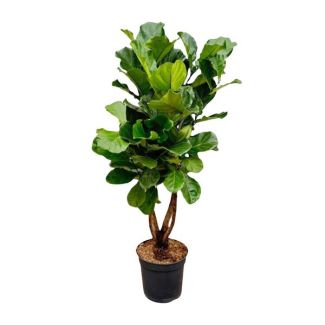Ficus Lyrata XL estético - Ficus ramificado interior - aproximadamente 170 cm de altura
