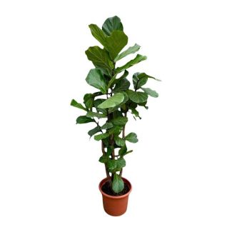 Planta de hoja de violín ramificada XXL - Ficus Lyrata de 200 cm de altura - ø45 - Planta de interior para luz indirecta