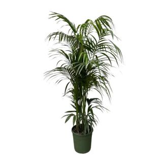 Planta de interior elegante en verde oscuro | Palma Kentia verde profundo - 220 cm - ø38 - no tóxica