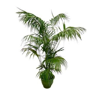 Gran palma Kentia - Howea Forsteriana destacada - 260cm - ø35 - Palma Kentia XXL