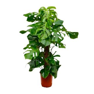 Una planta Gatenplant XXL, Planta de interior verde, Tropical, Monstera Deliciosa XXL - 140cm - ⌀27