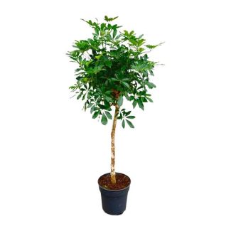 Árbol de dedos con tronco delgado | Schefflera de 170 cm de altura en tronco | Planta de interior atractiva