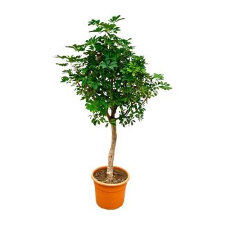 Planta de interior fácil de mantener Schefflera en tronco | Ficus de hoja verde de 200 cm de altura - ø40cm