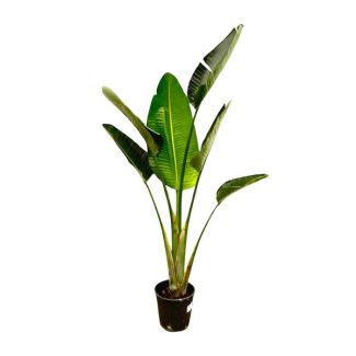 Planta de interior exótica ave del paraíso | Strelitzia Augusta para interior y exterior - 180 cm de altura, ⌀24