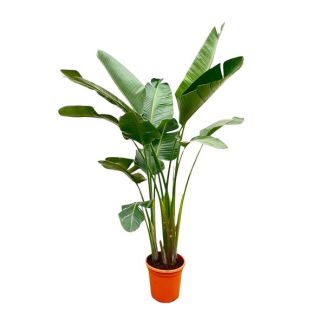 Strelitzia Augusta XXL interior | Fuerte planta de interior purificadora de aire Strelitzia Augusta - 250cm - ø38