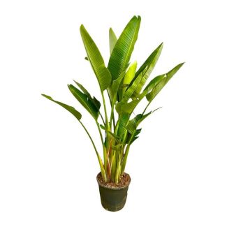 Planta de interior con estructura de múltiples troncos - Strelitzia Augusta multi tronco XXL - 225 cm - ø32