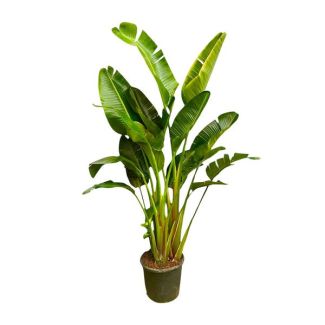 Planta de interior multitruncada XXL Strelitzia Augusta - 2.5 m de altura - ø30