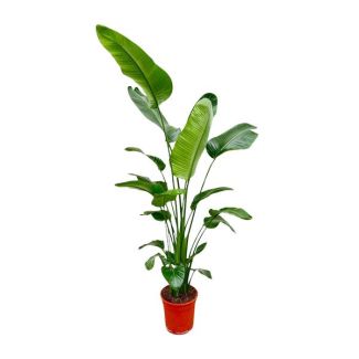 Strelitzia Nicolai 180 cm - Gran Planta de Interior - Planta purificadora de aire fuerte para diversos espacios