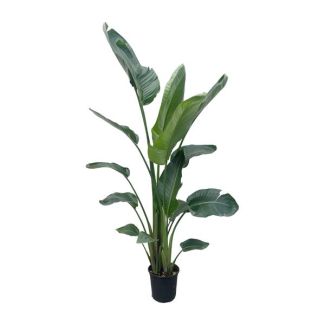 Strelitzia Nicolai XXL 190 cm - Impresionante planta de interior con grandes hojas - ø34