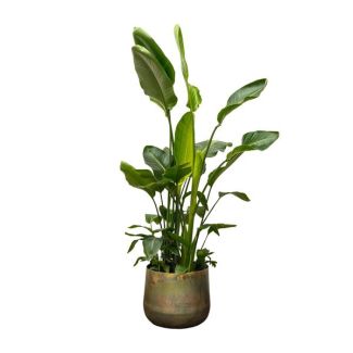 Gran versión de la Strelitzia Nicolai de lujo | Planta de interior verde - 250 cm - ø40 - Propiedades purificadoras del aire