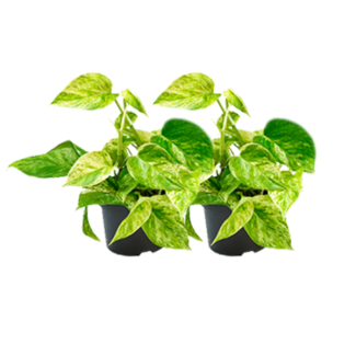 2 pequeñas plantas de Epipremnum - perfectas para salas de estar y dormitorios