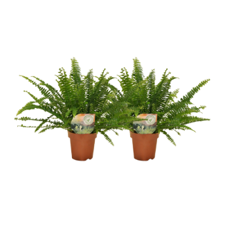 Planta de hele hoja 2 piezas - Planta de interior purificadora de aire