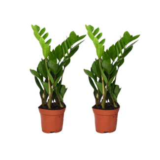 2 plantas ZZ - Zamioculcas semisombra - Planta de interior para sala y oficina