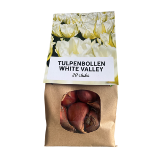 20x Bulbos de Tulipán White Valley - bulbos - tulipanes - Blanco