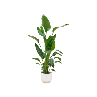 Conjunto de Strelitzia Nicolai y maceta blanca - planta de interior de 160 cm de altura con maceta incluida
