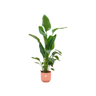 Conjunto con maceta rosa y Strelitzia Nicolai - planta de interior de 160 cm - de bajo mantenimiento