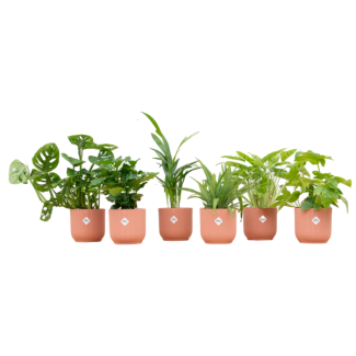 Juego de 6 plantas de interior | 6 plantas sorpresa verdes | Incluye 6 macetas rosas llamativas