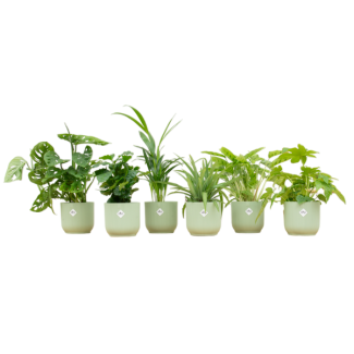 Mezcla de plantas verdes con 6 plantas de interior - plantas sorpresa en macetas verdes sorbete Ø14