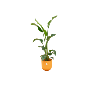 Oferta combinada - Strelitzia Nicolai incluyendo elho Jazz Round amarillo Ø23 - 100 cm