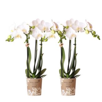 2 Piezas de orquídeas mariposa Amabilis