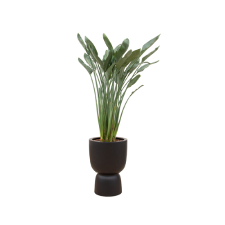 Oferta combinada - Strelitzia Reginae incluyendo elho Amber Coupe negro Ø41 - 190 cm