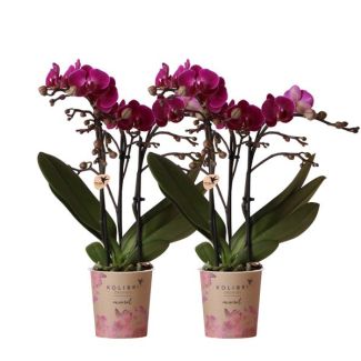 2 Piezas de Orquídeas Mariposa Morelia