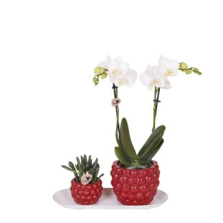 Orquídea mariposa + Suculenta en maceta roja sobre bandeja