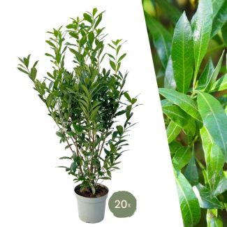 20 Piezas de Laurel Cerezo = 10 metros de Seto