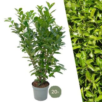 20 unidades de Laurierkers Rotundifolia = 10 metros de seto