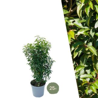 25 Piezas de Laurel Portugués = 10 metros de Seto