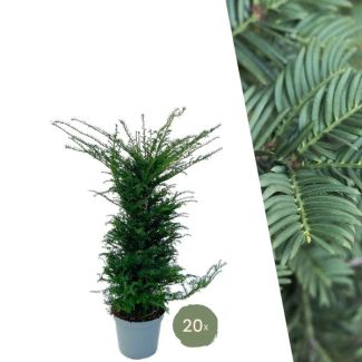 20 Piezas de Taxus = 10 metros de Seto