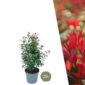 20 Piezas de Photinia
