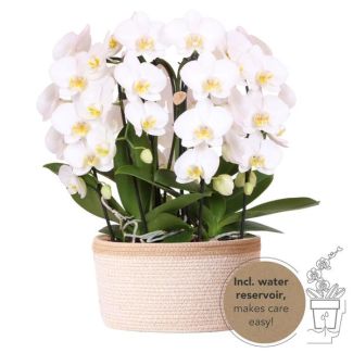 3 Orquídeas mariposa + suculenta en cesta de algodón con reservorio de agua