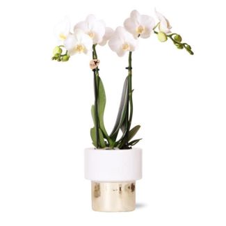 Orquídea mariposa Amabilis en maceta decorativa Lush