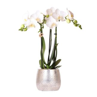 Orquídea Mariposa Amabilis, Color Blanco, Maceta Elite Plateada, Planta de Interior en Flor, Orquídeas Phalaenopsis, Tamaño de Maceta 09cm