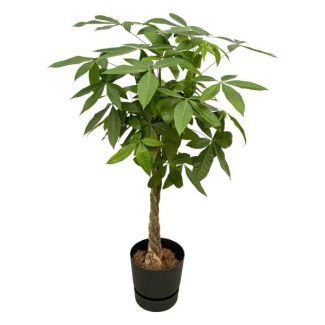 Pachira Aquatica incluyendo elho Greenville Round negro - 140cm - Ø30