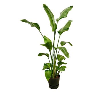 Strelitzia Nicolai incluyendo elho Greenville Round negro - 180 cm - Ø30