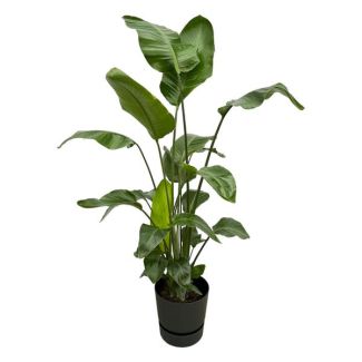 Strelitzia Nicolai incluyendo elho Greenville Round negro - 160cm - Ø30